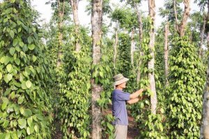 Xuất khẩu hồ ti&ecirc;u năm 2024 sẽ lập kỷ lục 1,3 tỷ USD