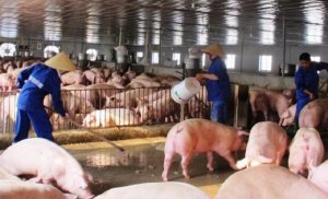 Chuyển đổi th&agrave;nh phần thức ăn chăn nu&ocirc;i để giảm ph&aacute;t thải kh&iacute; nh&agrave; k&iacute;nh