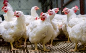Nghi&ecirc;n cứu axit amin chỉ ra tiềm năng cho chế độ ăn &iacute;t protein hơn