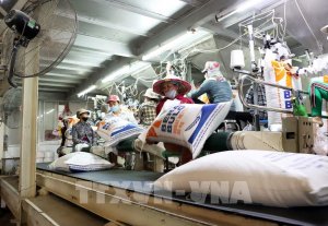 Gi&aacute; gạo Việt Nam giảm, trong khi gi&aacute; đậu tương v&agrave; ng&ocirc; tăng vọt