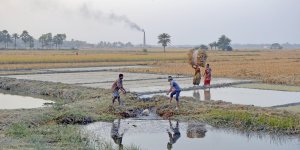 Kh&iacute; thải than g&acirc;y thiệt hại h&agrave;ng triệu đ&ocirc; la cho m&ugrave;a m&agrave;ng ở Ấn Độ