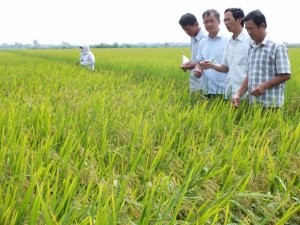   Sẽ c&oacute; bước chuyển lớn cho sản xuất l&uacute;a gạo hữu cơ 