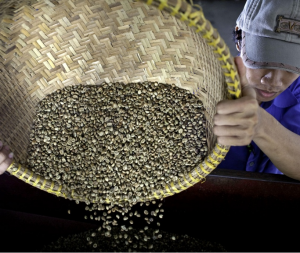 Bloomberg: Thế giới `th&egrave;m thuồng` c&agrave; ph&ecirc; robusta, xuất khẩu c&agrave; ph&ecirc; Việt Nam tăng vọt 