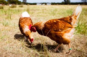 Thời tiết n&oacute;ng nực kh&ocirc;ng phải l&agrave; nguy&ecirc;n nh&acirc;n nhiễm khuẩn Salmonella ở trứng