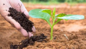 Giải ph&aacute;p quản l&yacute; c&acirc;y trồng tổng hợp