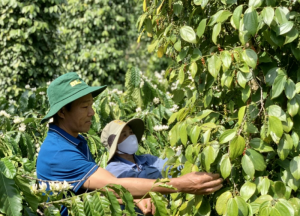 Xuất khẩu hồ ti&ecirc;u ứng ph&oacute; linh hoạt trước những biến động thị trường