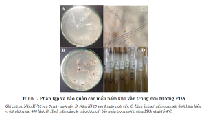 S&agrave;ng lọc xạ khuẩn Actinomycestes sp. c&oacute; khả năng đối kh&aacute;ng với nấm g&acirc;y bệnh kh&ocirc; vằn l&uacute;a Rhzoctonia solani