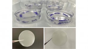 Một bước tiến mới trong nghi&ecirc;n cứu tạo ra gelatin c&oacute; nguồn gốc thực vật