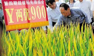 Giống l&uacute;a lai Trung Quốc ch&iacute;nh thức ph&aacute; kỷ lục năng suất thực tế
