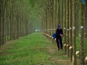 Lợi nhuận ng&agrave;nh cao su chủ yếu đến từ&hellip; gỗ