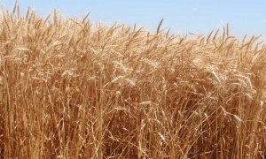 Giống l&uacute;a mỳ m&ugrave;a đ&ocirc;ng mới năng suất cao, kh&aacute;ng bệnh