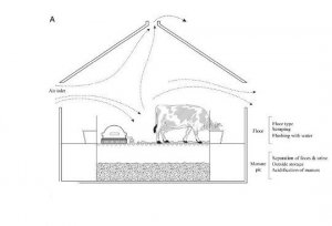 Nghi&ecirc;n cứu biện ph&aacute;p giảm &ocirc; nhiễm amoniac từ gia s&uacute;c