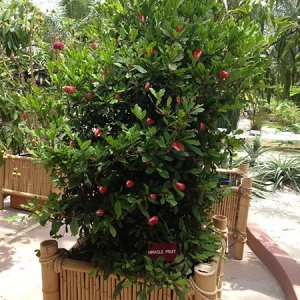 Kh&aacute;m ph&aacute; về động th&aacute;i ra hoa v&agrave; tạo quả ở c&acirc;y thần k&igrave;