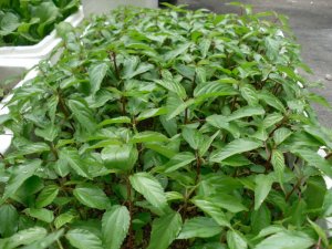 Sử dụng gi&aacute; thể gốm kỹ thuật của Việt Nam v&agrave; ph&acirc;n chậm tan để trồng c&acirc;y