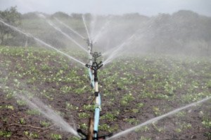 Sử dụng đồng thời nước, nitơ c&oacute; thể n&acirc;ng cao t&iacute;nh bền vững