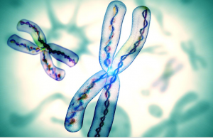 C&ocirc;ng cụ CRISPR mới sửa đột biến bằng c&aacute;ch sao ch&eacute;p gen giữa c&aacute;c nhiễm sắc thể