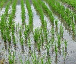 Ph&acirc;n b&oacute;n hạt nano c&oacute; thể đ&oacute;ng g&oacute;p v&agrave;o cuộc &ldquo;c&aacute;ch mạng xanh&rdquo; mới