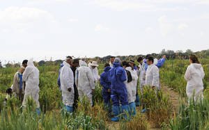   Ph&aacute;t hiện chủng nấm mới g&acirc;y bệnh đốm l&aacute; l&uacute;a mỳ ở ch&acirc;u &Acirc;u, ch&acirc;u Phi v&agrave; Trung &Aacute;