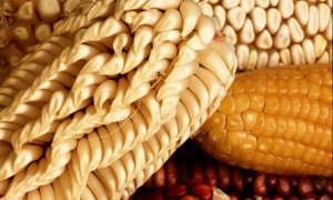Nghi&ecirc;n cứu t&igrave;m thấy c&aacute;c gien ở ng&ocirc; gi&uacute;p c&acirc;y trồng th&iacute;ch ứng với thay đổi