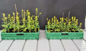   Ruồi v&agrave; ong hoạt động giống như những người trồng c&acirc;y