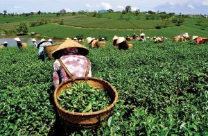 Cơ hội bứt phá cho vay nông nghiệp