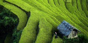 Thị trường ph&acirc;n b&oacute;n trong nước đến ng&agrave;y 07/04/2017