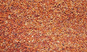 C&aacute;c giống c&acirc;y trồng chủ lực mới cung cấp c&aacute;c vitamin thiết yếu