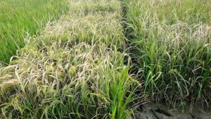 Giống l&uacute;a với hệ miễn dịch "c&oacute; thể điều chỉnh" chống được nhiều loại bệnh c&ugrave;ng l&uacute;c 