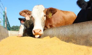 Sản phẩm phụ của ng&agrave;nh sản xuất ethanol c&oacute; thể l&agrave;m thức ăn bổ sung cho gia s&uacute;c 