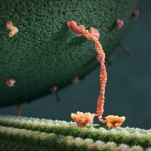 C&aacute;c protein động cơ &ldquo;nhảy m&uacute;a&rdquo; trong tế b&agrave;o