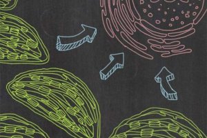 Nghi&ecirc;n cứu đ&atilde; ph&aacute;t hiện trong c&acirc;y cơ chế điều chỉnh khiếm khuyết trong cuộn gập protein (Protein Folding)