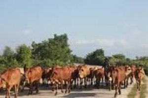 Ph&acirc;n t&iacute;ch chuỗi gia trị b&ograve; thịt tỉnh Ninh Thuận