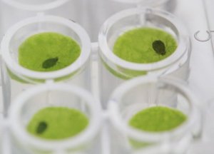 Protein hạn chế sự ch&iacute;ch h&uacute;t nhựa c&acirc;y của rệp muội