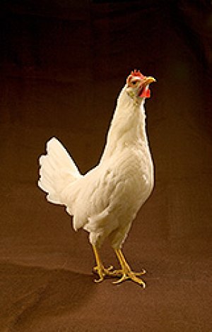 Nu&ocirc;i g&agrave; kh&aacute;ng bệnh để n&acirc;ng cao an to&agrave;n thực phẩm