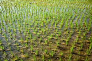 Hoán đ&ocirc;̉i c&acirc;y tr&ocirc;̀ng &ndash; ngu&ocirc;̀n lương thực nu&ocirc;i s&ocirc;́ng th&ecirc;m 825 tri&ecirc;̣u người  