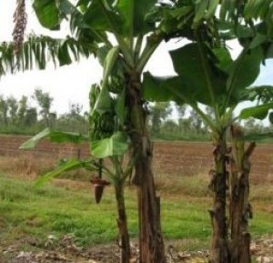 Lai tạo giống chuối kh&aacute;ng bệnh Panama