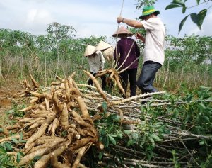Sử dụng xăng E5 &ndash; Mở ra hướng đi mới cho người trồng sắn