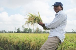 Xuất khẩu "gạo ngon&rdquo; tiếp tục chiếm ưu thế