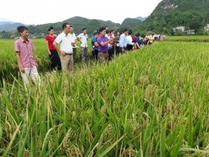 N&oacute;ng chuyện c&ocirc;ng nhận giống