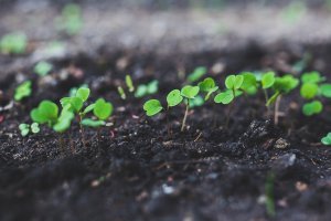 C&acirc;y trồng &lsquo;đi nước đ&ocirc;i&rsquo; trong sự nảy mần: con đường đi đến để đạt năng suất c&acirc;y trồng tốt hơn
