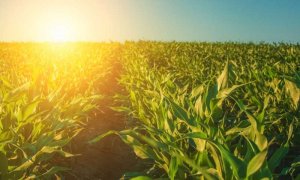 Li&ecirc;̣u vi&ecirc;̣c tăng hàm lượng CO2 có thực sự làm tăng sinh trưởng c&acirc;y tr&ocirc;̀ng?