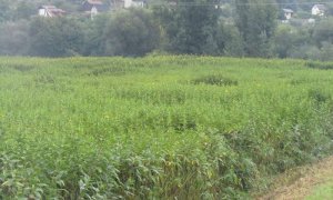 Di truyền học trợ gi&uacute;p cho việc h&igrave;nh th&agrave;nh cỏ dại