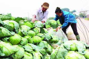 Để bảo hộ n&ocirc;ng nghiệp hữu hiệu