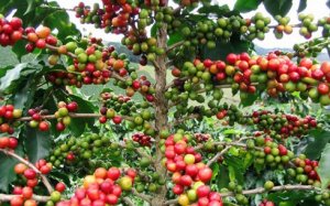 Gi&aacute; trị xuất khẩu c&agrave; ph&ecirc; của Việt Nam sang Indonesia tăng đột biến