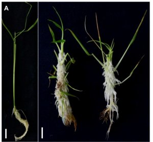Nghi&ecirc;n cứu giải th&iacute;ch vai tr&ograve; của auxin trong sự gia tăng rễ l&uacute;a