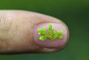 Giải m&atilde; tr&igrave;nh tự bộ gen c&acirc;y dương xỉ - một hứa hẹn tốt đẹp cho m&ocirc;i trường