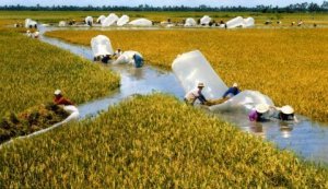 Li&ecirc;n kết ph&aacute;t triển KH&CN v&ugrave;ng ĐBSCL