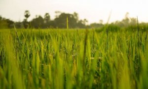  L&uacute;a c&oacute; &iacute;t lỗ kh&iacute; khổng kh&ocirc;ng cần nhiều nước v&agrave; th&iacute;ch ứng tốt hơn với biến đổi kh&iacute; hậu