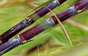 Hệ gien c&acirc;y m&iacute;a rất phức tạp cuối c&ugrave;ng đ&atilde; được giải tr&igrave;nh tự