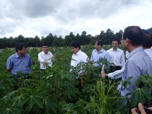Bệnh khảm l&aacute; sắn, dịch hại v&agrave; biện ph&aacute;p quản l&yacute;